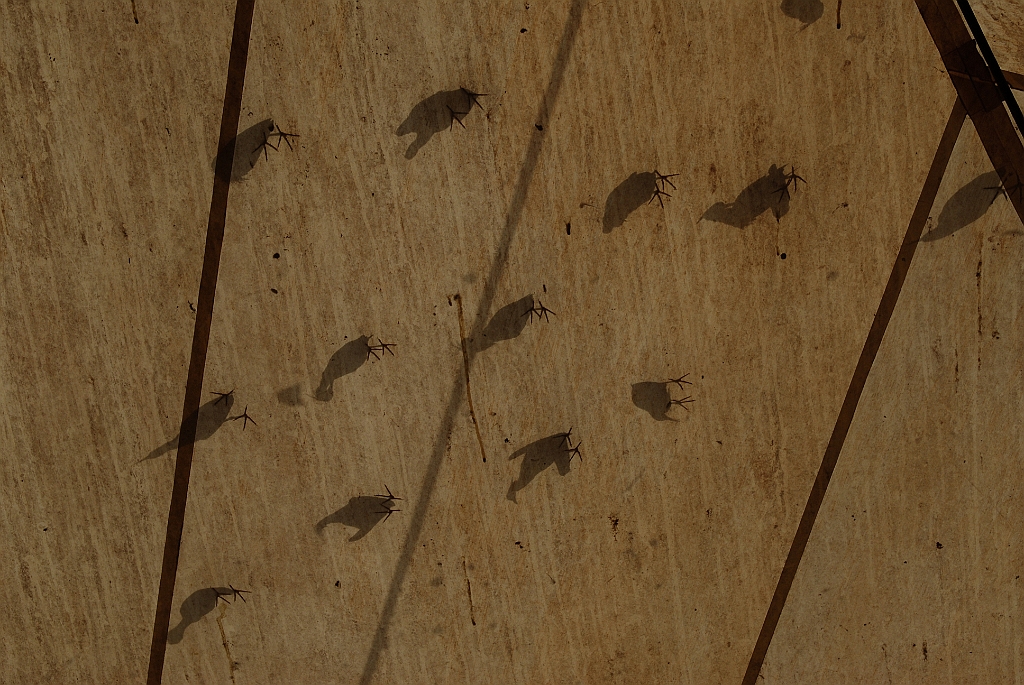 0771 Wildlife Habitat Port Douglas.jpg